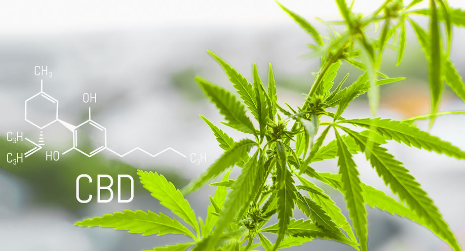 Fleur de cannabis CBD2